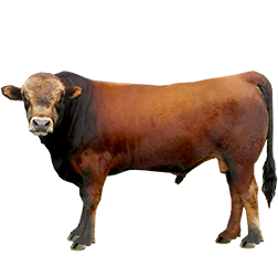 Tarentaise Cow